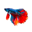 Shop All Fish