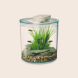 Tropical Tanks