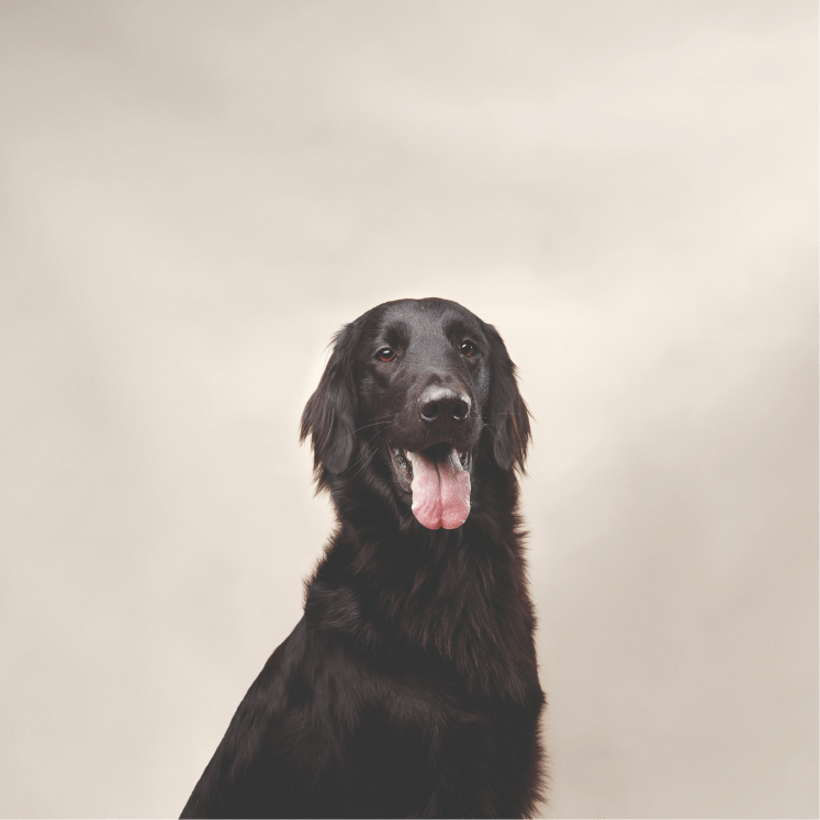 Spaniel Dog Green Background