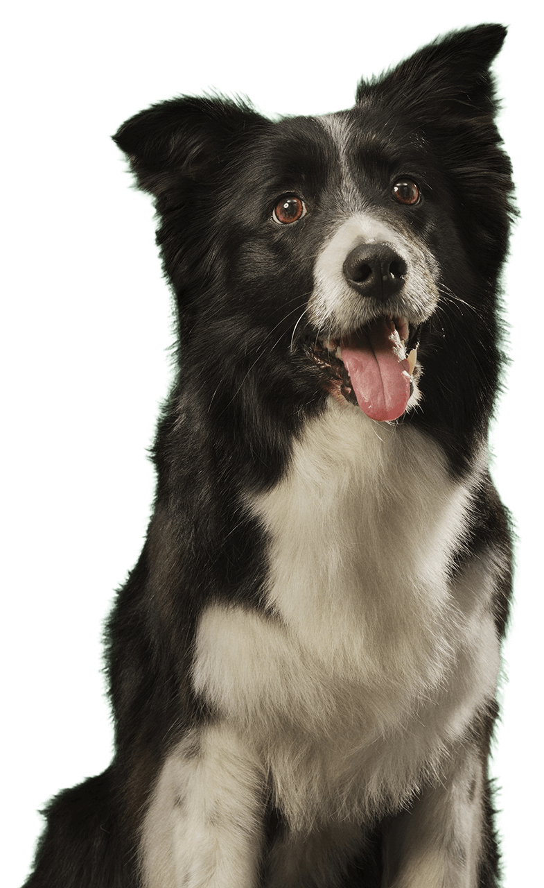 Border collie dog