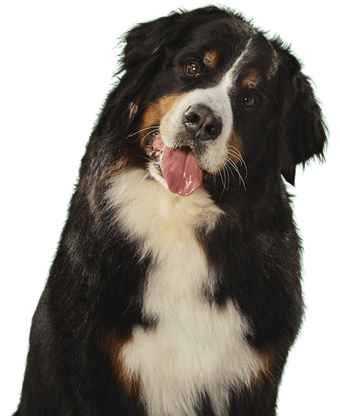Bernese Mountain Dog