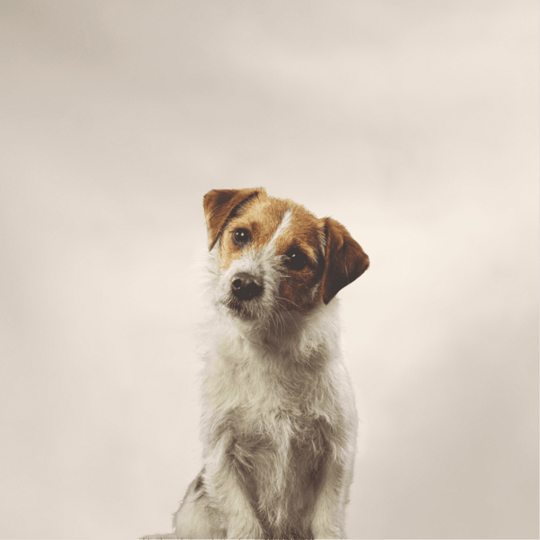 Grooming Upgrade Treatments