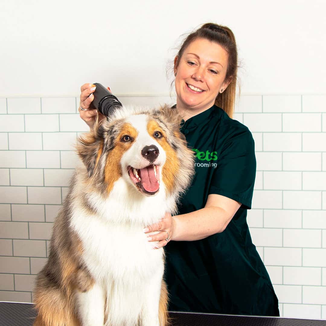 Dog Groomers and Grooming Pets Grooming Groom Room