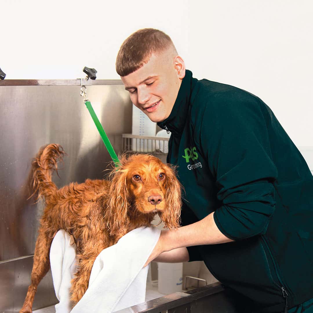 Dog Groomers and Grooming Pets Grooming Groom Room