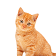 All Kitten Products