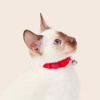Collars & Accessories