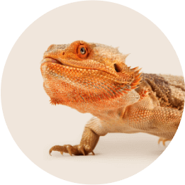 Reptile
