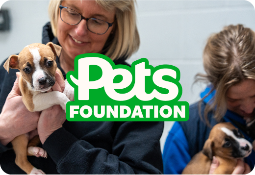 A photo of someone holding a puppy with the text Pets Foundation overlaid.