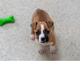 A photo of a puppy.