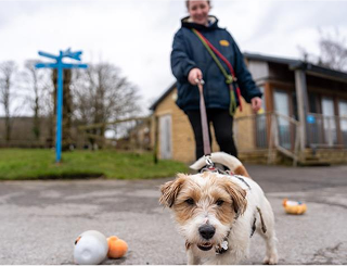 A photo of a happy dog on a leash.