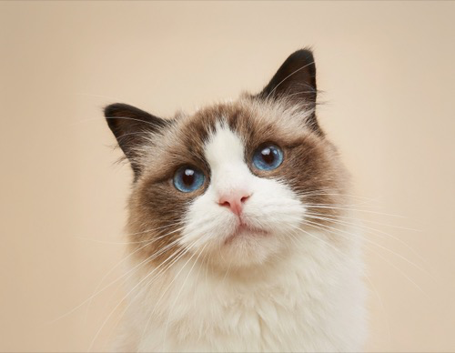 A close-up of a cat.