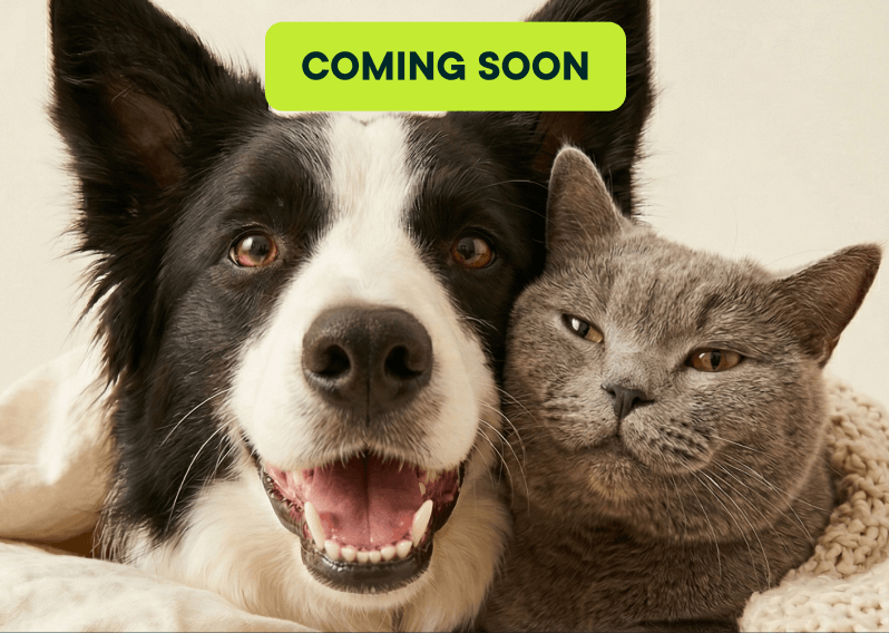 A dog and cat together.