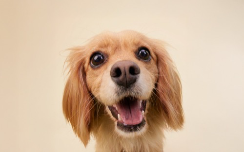 A close-up of a happy dog.