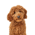 All Puppy Products