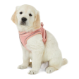 New Puppy Products