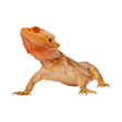 Shop All Reptile