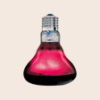 Reptile Lighting & Accessories