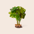 Ornaments & Plants