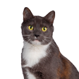 Shop all Senior Cat