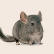 Chinchilla