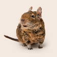 Degu