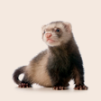 Ferret