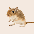 Gerbil