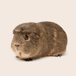 Guinea Pig