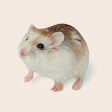 Hamster