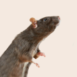 Rat