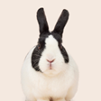 Shop All Small Animal