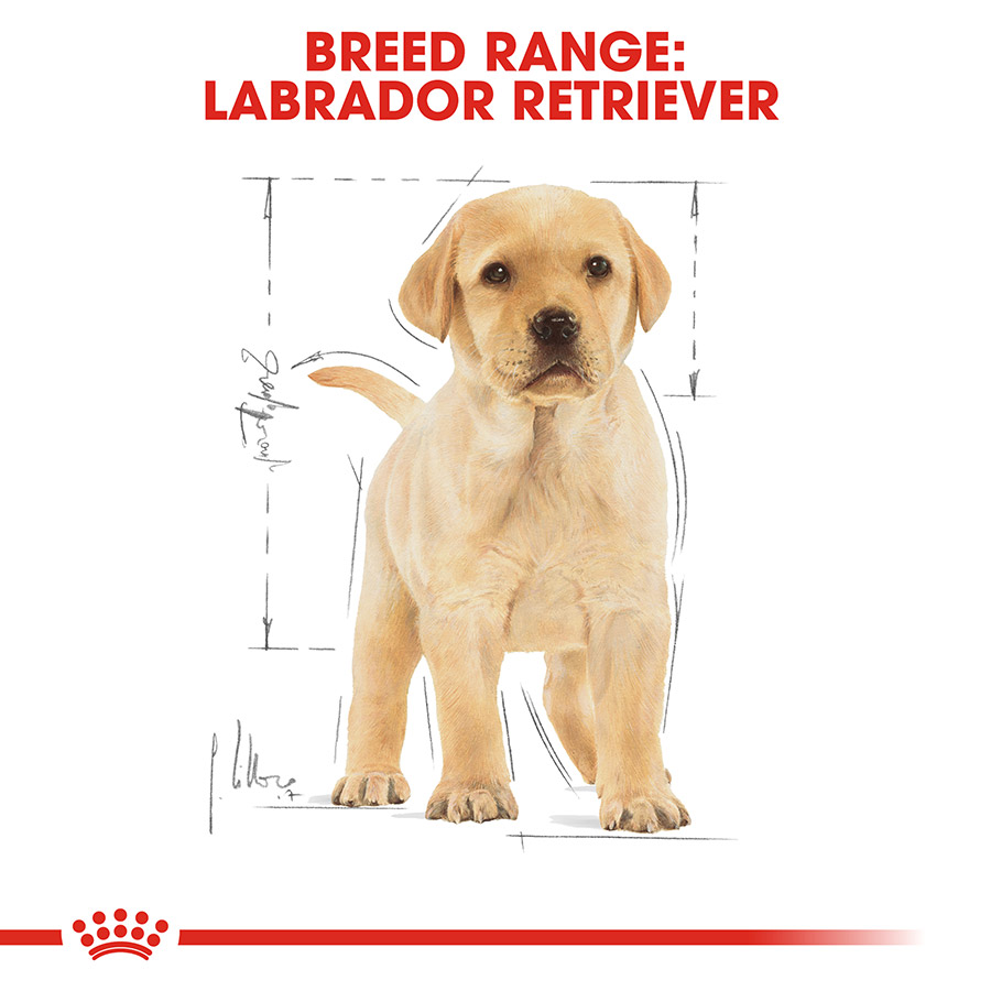 Royal Canin Labrador Retriever Puppy Dry Dog Food Pets