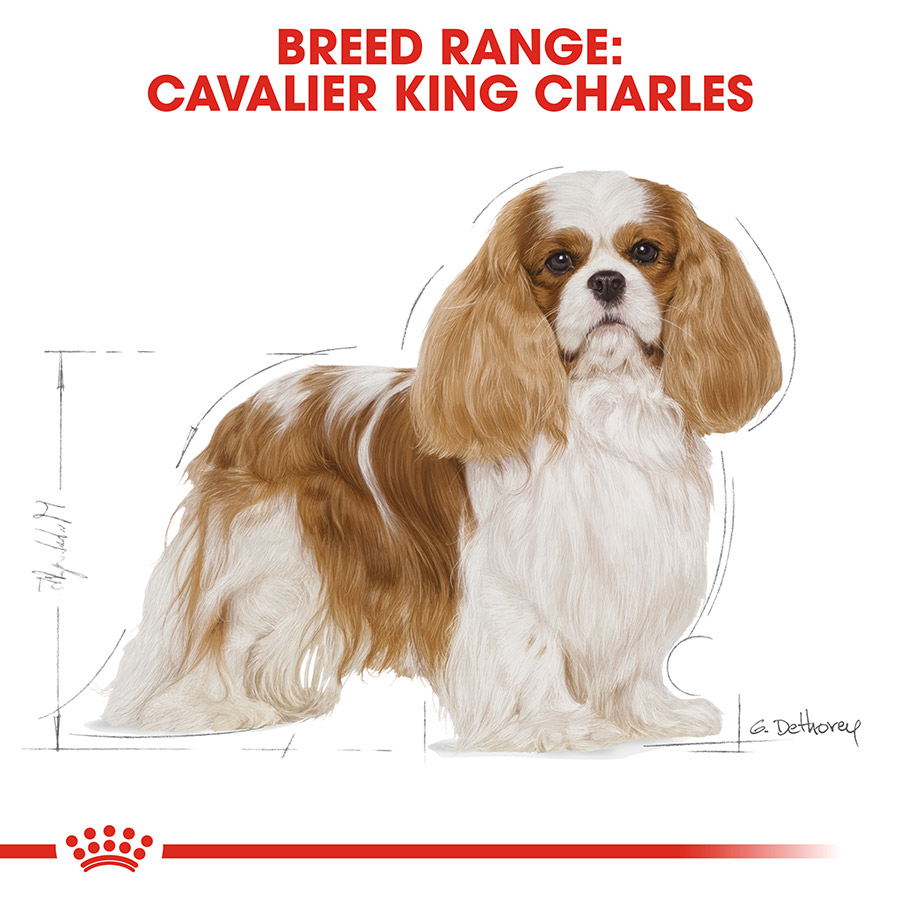 Best dry food for cavalier king charles hotsell