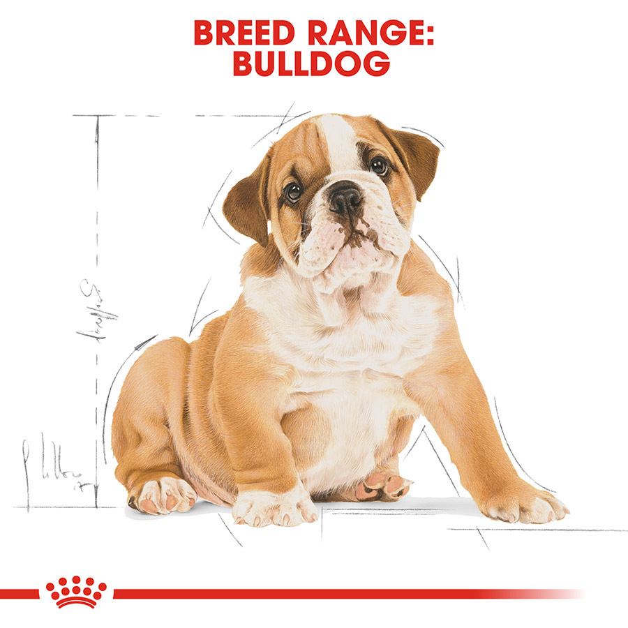 Best dog food for english bulldog puppy best sale