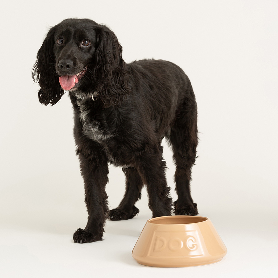 Cocker spaniel bowls best sale