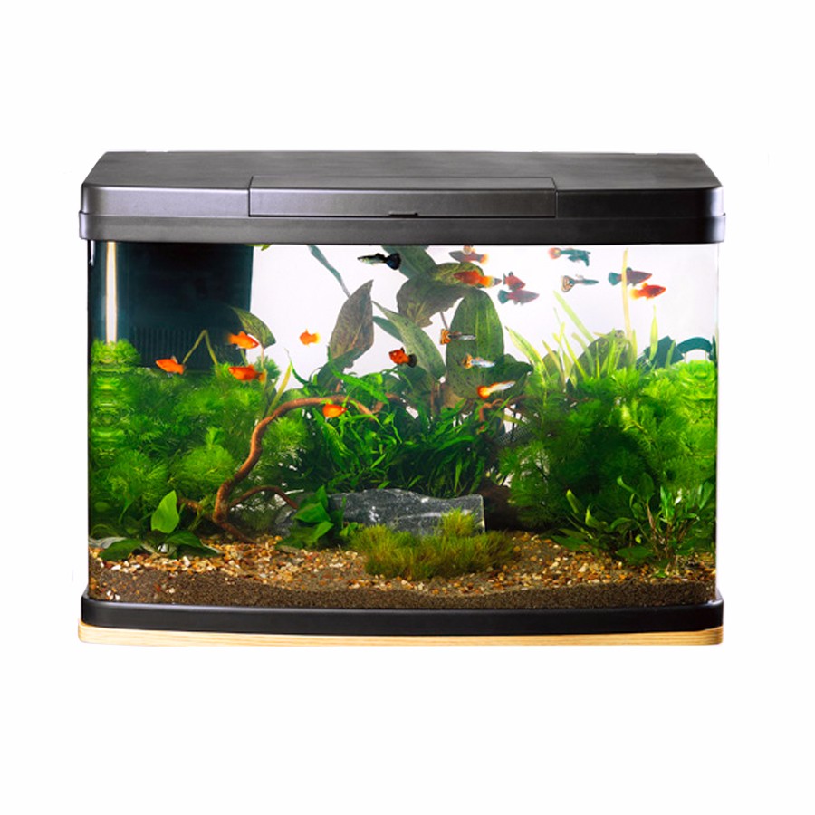 Love Fish Panorama Tank | Kućni ljubimciLove Fish Panorama Tank | Kućni ljubimci  