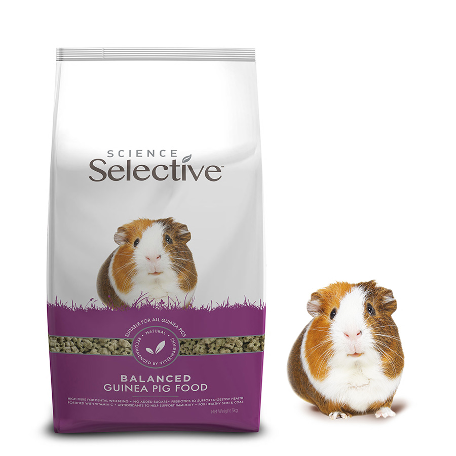 Can guinea pigs eat dry cat food best sale