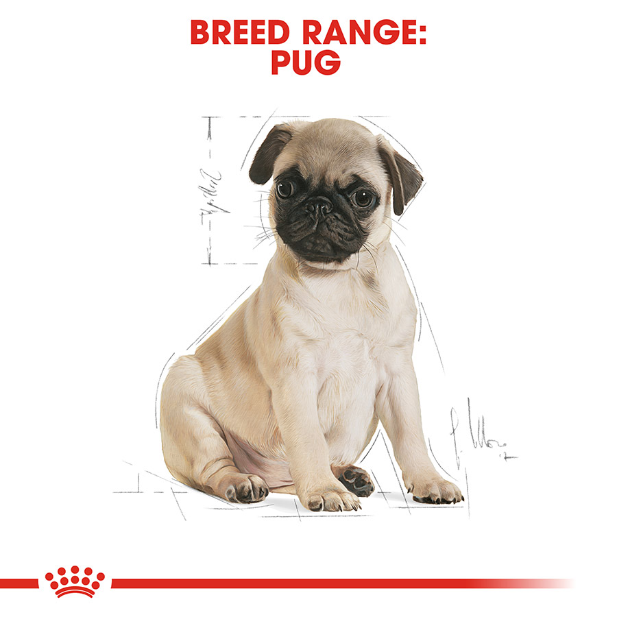 Royal Canin Pug Puppy Dry Dog Food Pets