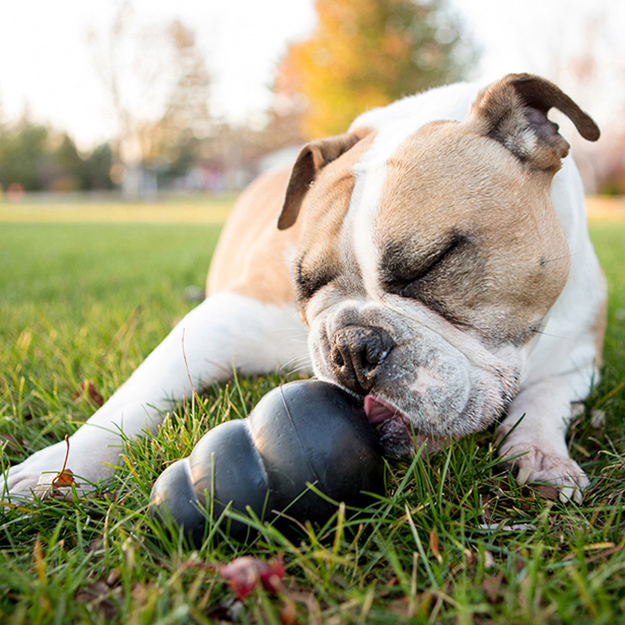 Kong Extreme Chew Dog Toy Pets