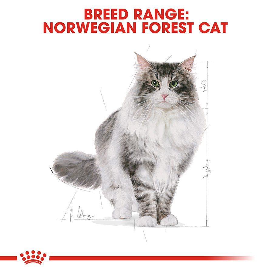 Royal Canin Norwegian Forest Adult Dry Cat Food Pets