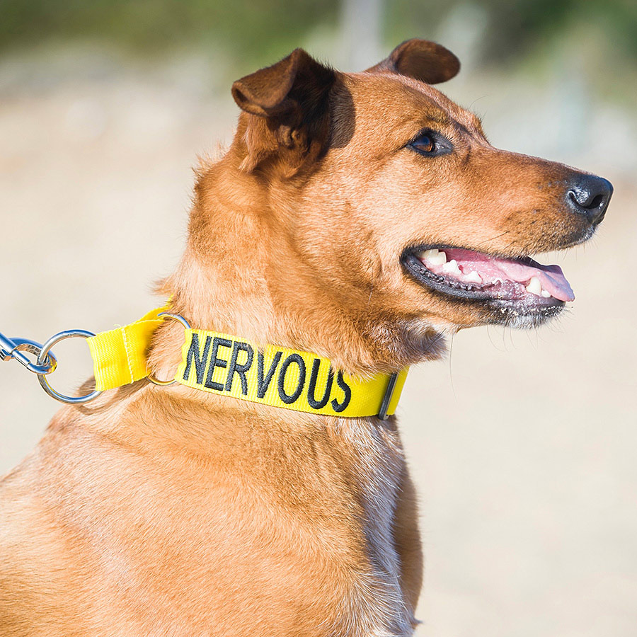 Friendly Dog Collars Nervous Embroidered Dog Collar Yellow Pets