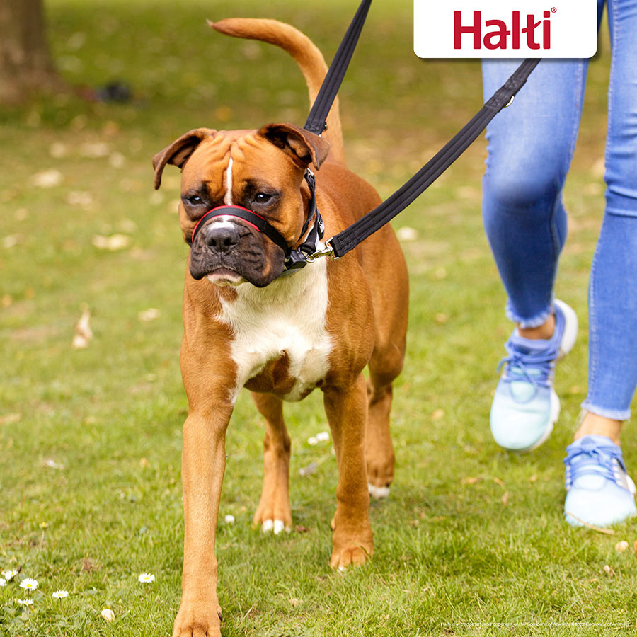 Halti optifit head collar for dogs best sale