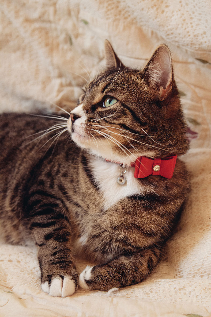 Rosewood Designer Cat Collar Bow Tie Red Pets