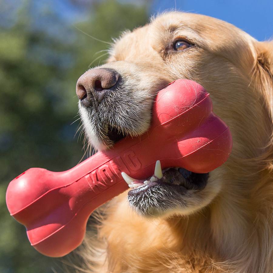 Kong Goodie Bone Dog Toy Large Pets