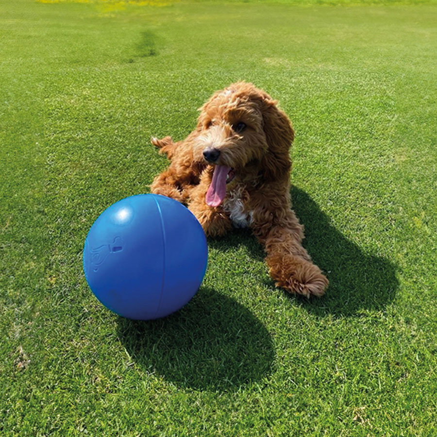 Ball fashion puppy