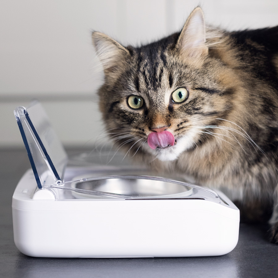 Sureflap surefeed sealed pet bowl hotsell