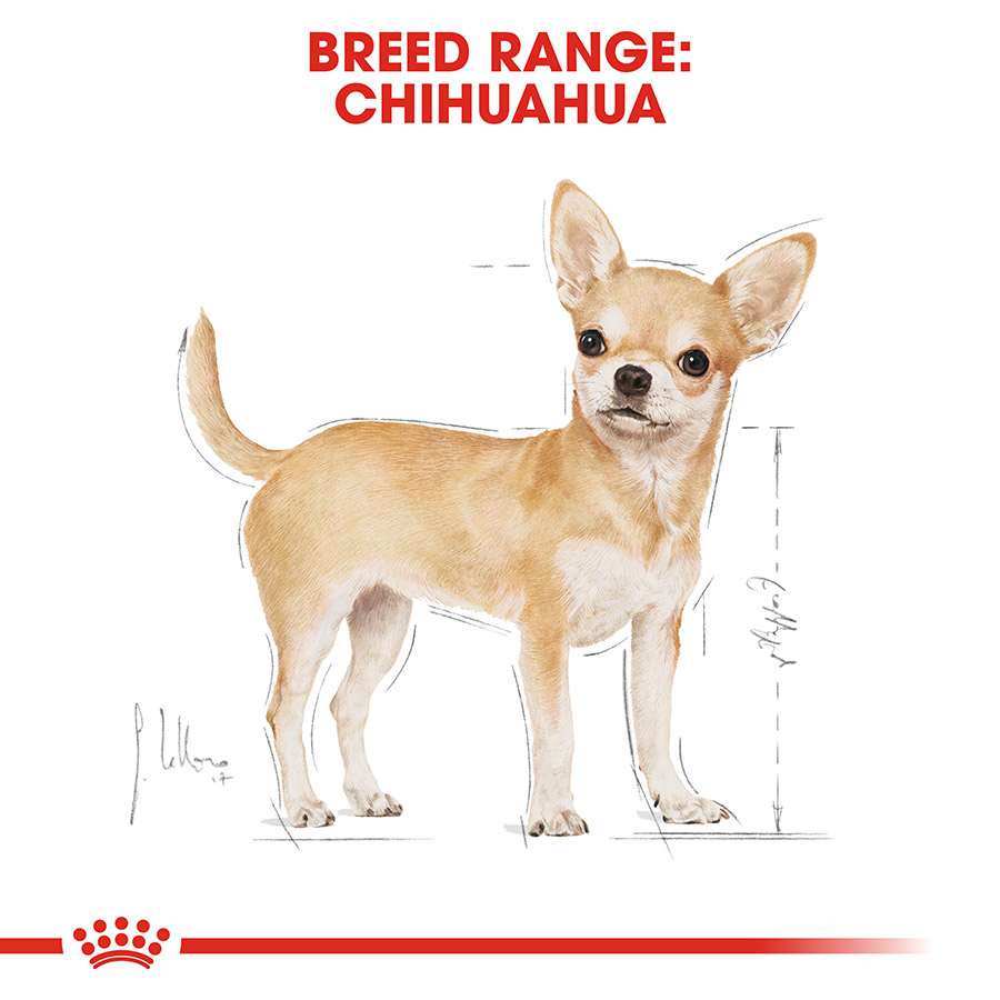 Royal Canin Chihuahua Adult Wet Dog Food Loaf in Sauce Pets