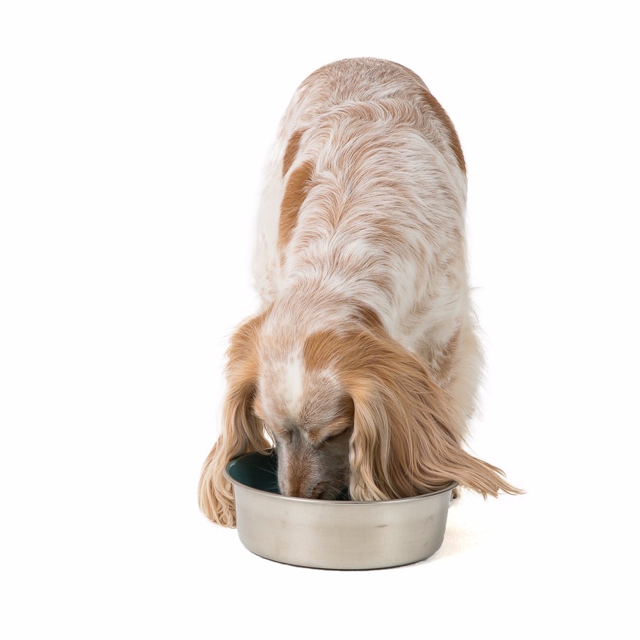 Dog bowls to slow eating pets at home best sale