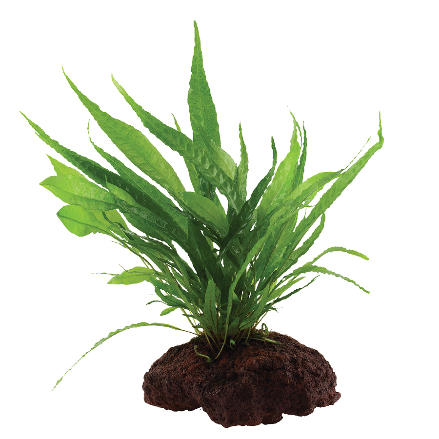 Tropica Live Aquatic Plant Microsorum Pteropus on Rock