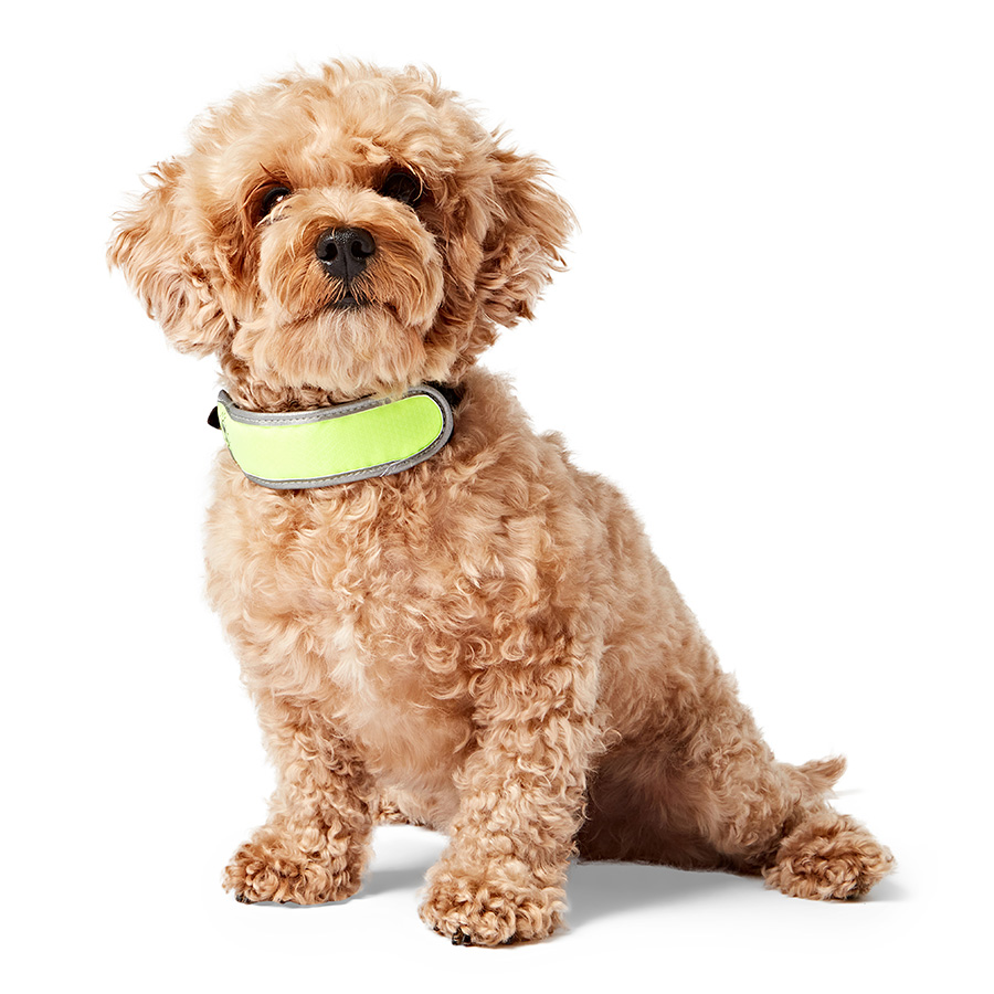 Pets at Home Flashing Dog Collar Slider Pets